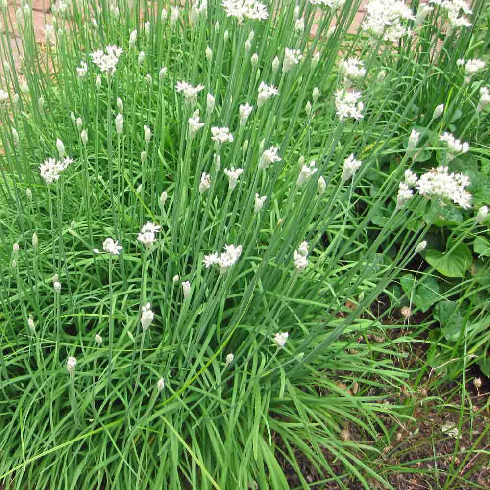 Garlic Chives Seeds Perennial Heirloom 100 Seeds Hirt's Gardens