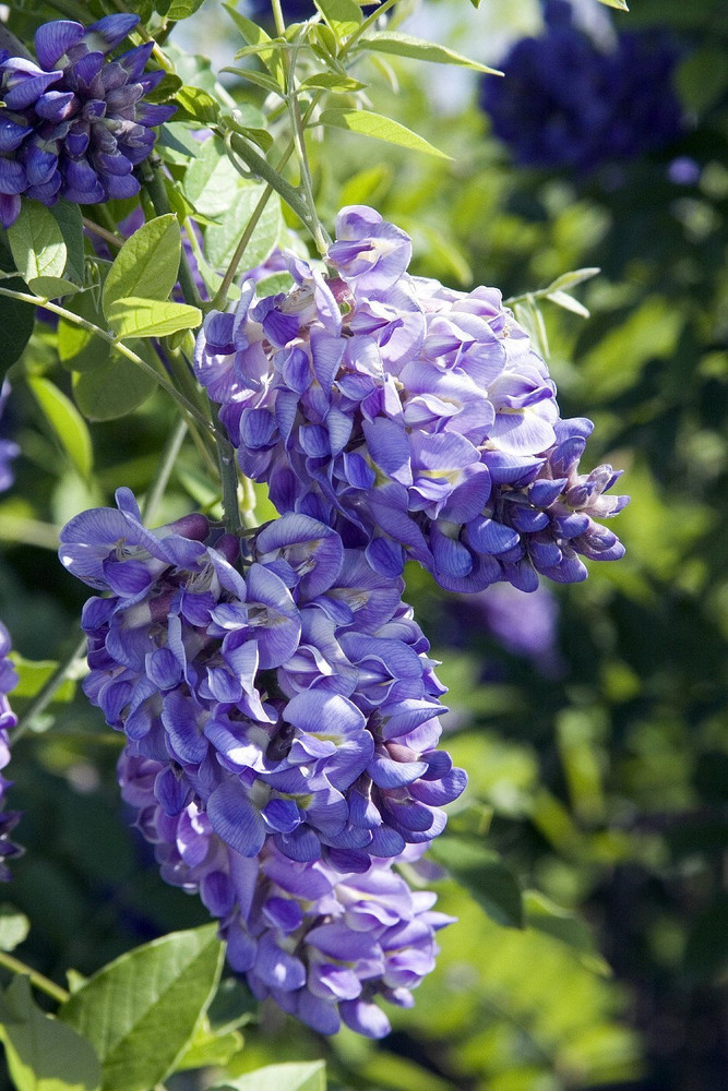 Amethyst Falls Wisteria Vine - 4" Pot