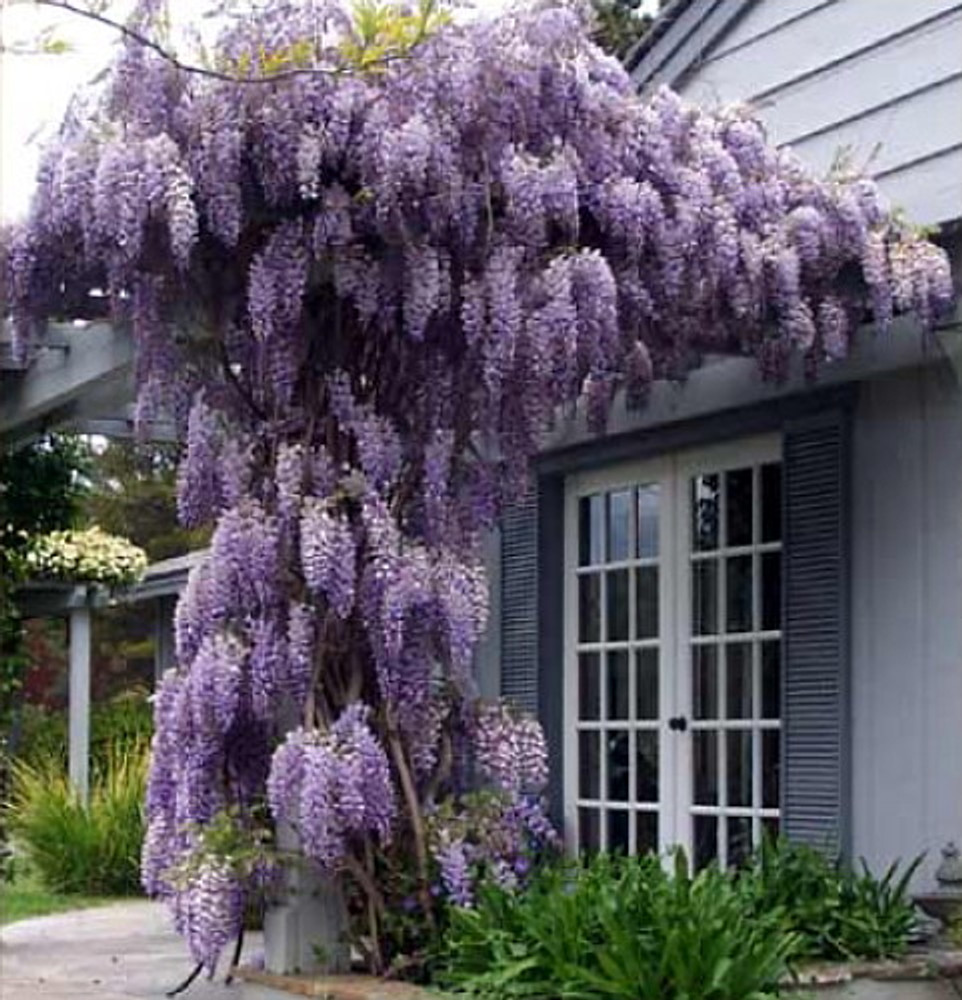 amethyst falls wisteria tree