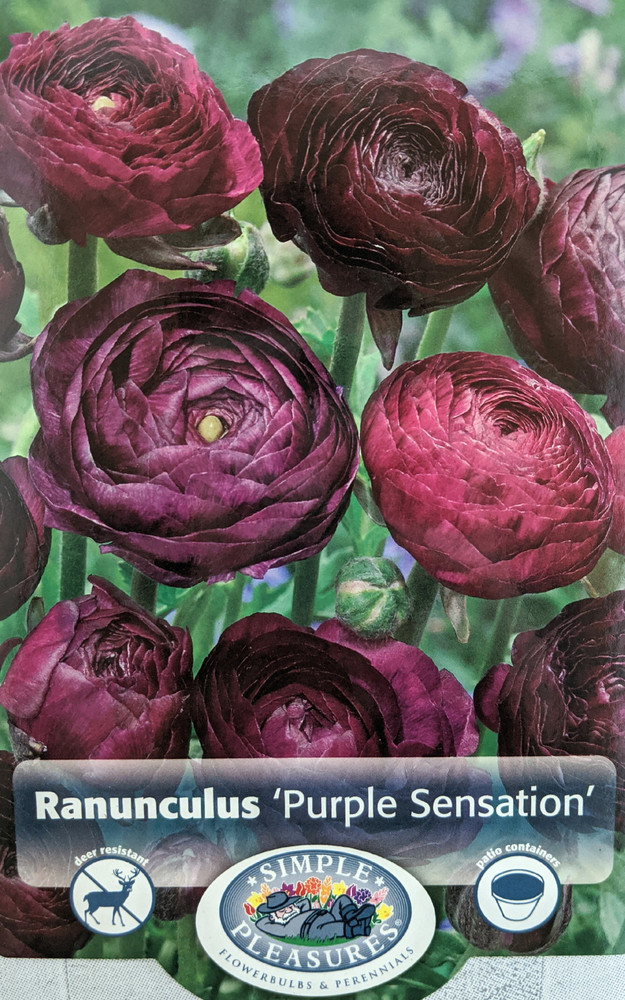 Purple Sensation Persian Buttercup 10 Bulbs 8/+cm - Ranunculus Tecolote - Hardy