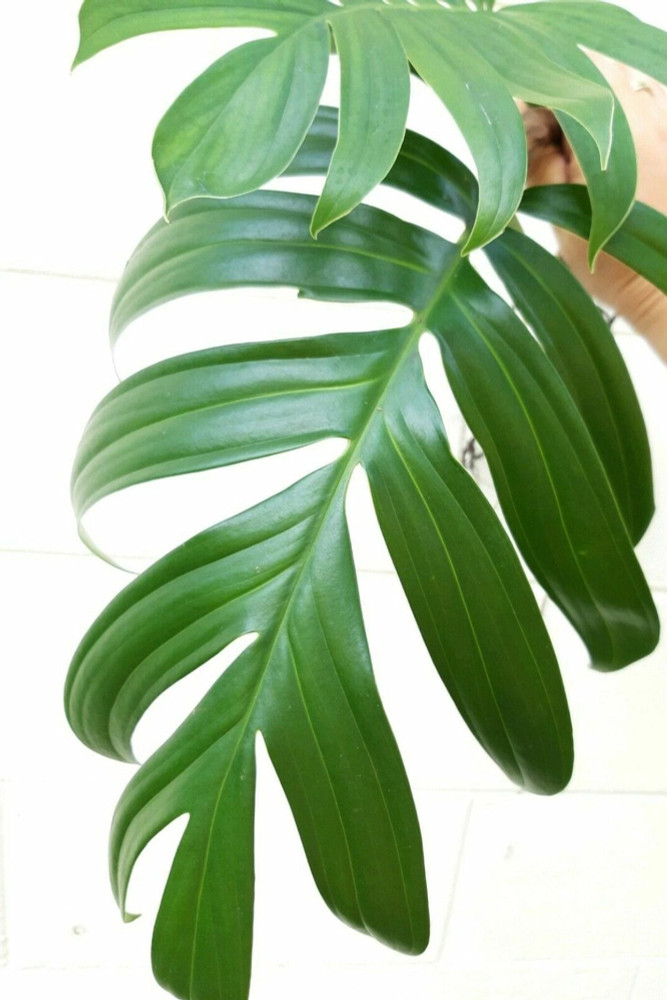 Dragon Tail Rhaphidophora decursiva - The Giant Climber - 4" Pot Dragon Tail Rhaphidophora decursiva - The Giant Climber - 4" Pot