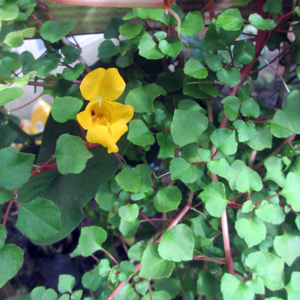 Impatiens repens Golden Dragon - Tropical Vining House Plant - 2.5" Pot