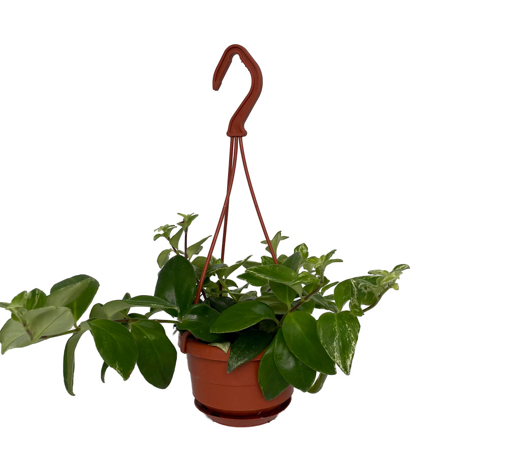 Variegated Lipstick Plant - 4" Mini Hanging Basket - Aeschynanthus lobbianus