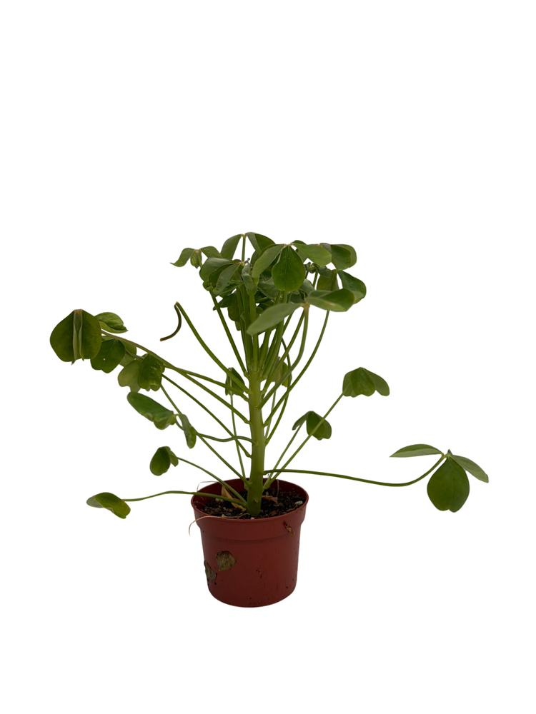 Giant Shamrock - Tree Oxalis - 2.5" Pot