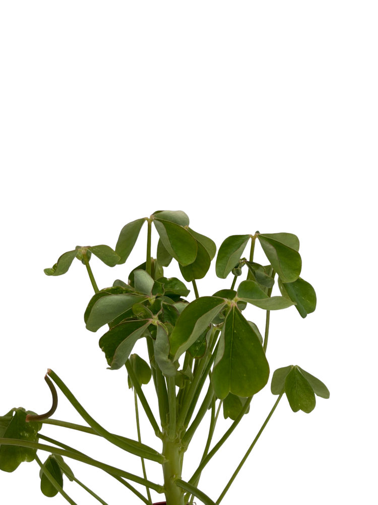 Giant Shamrock - Tree Oxalis - 2.5" Pot