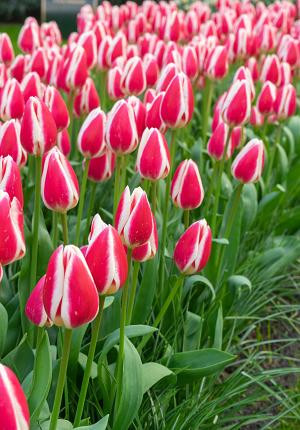 Candy Apple Delight Darwin Hybrid Tulip - 5 Bulbs - 12/+ cm Bulbs