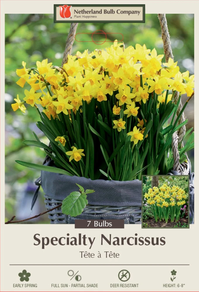 Tete a Tete Narcissus/Daffodil 7 Bulbs - 12/14 cm Bulbs