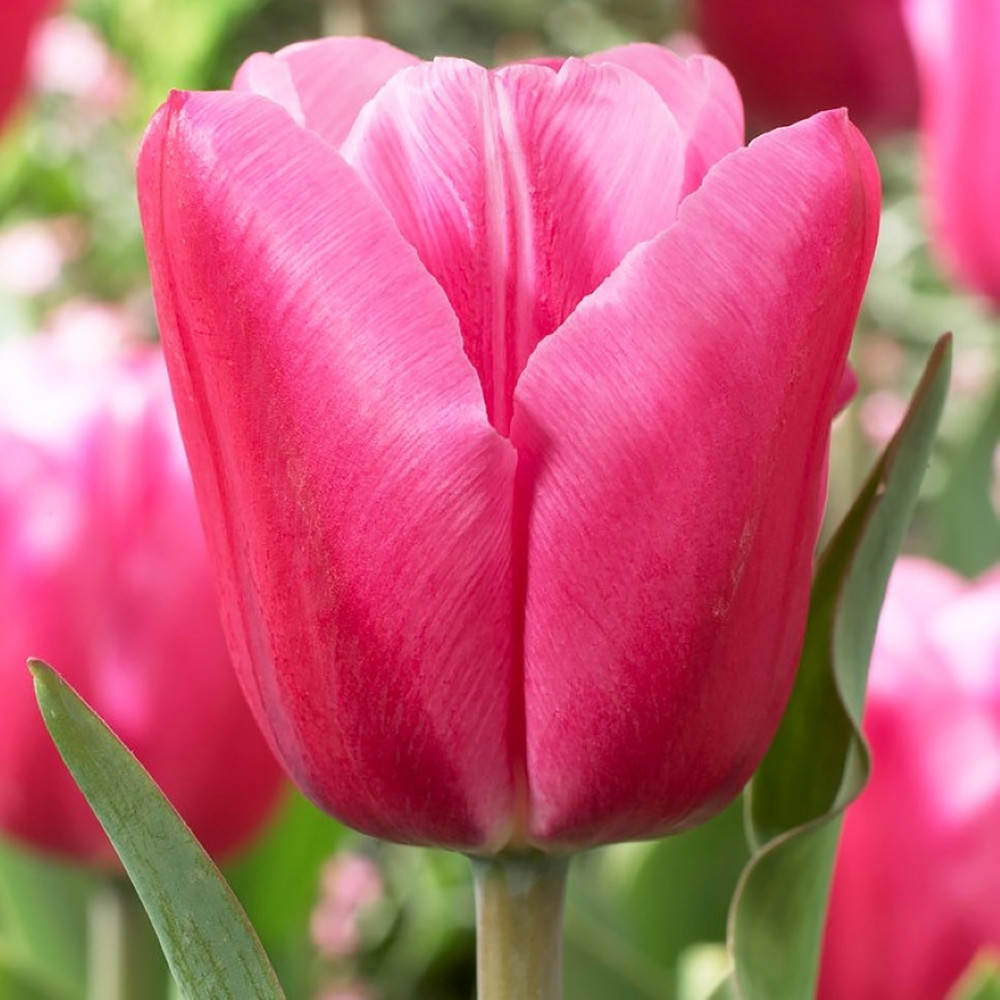 Jumbo Pink Triumph Tulip 7 Bulbs - 12/+ cm Bulbs - NEW