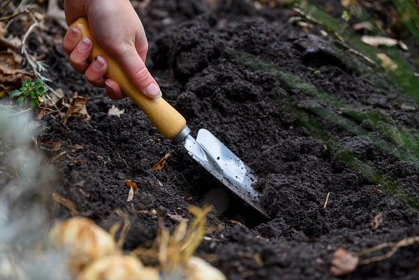 Jumbo Pink Triumph Tulip 7 Bulbs - 12/+ cm Bulbs - NEW