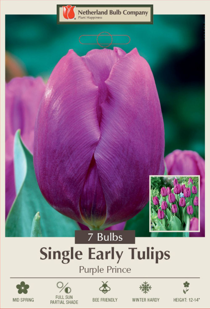 Purple Prince Single Early Tulip 7 Bulbs - 12/+ cm Bulbs