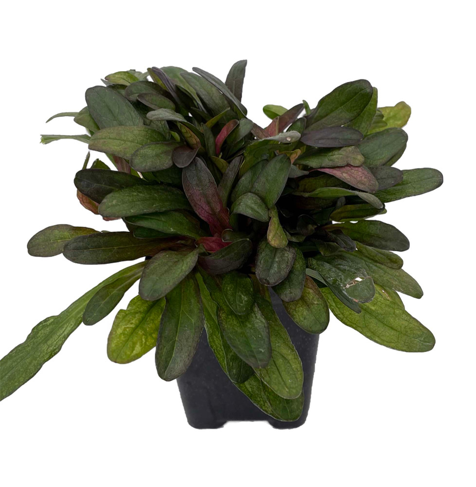 Multicolor Ajuga reptans - 2.5" Pot - Carpet Bugle - Fairy Garden