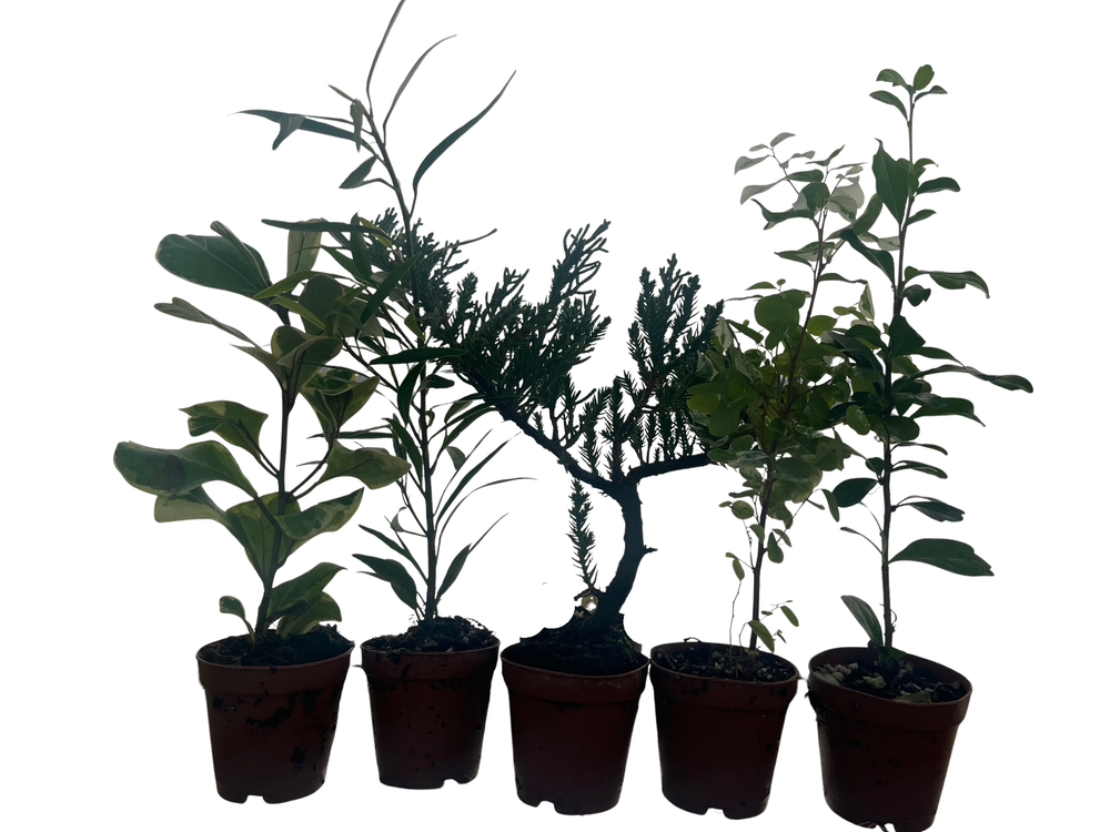 Zen Living Bonsai Assortment - 5 Plants 2" Pots