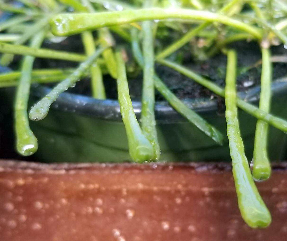 Rare Frog Toe Wax Plant - Hoya retusa - Collector's Series - 2" Pot