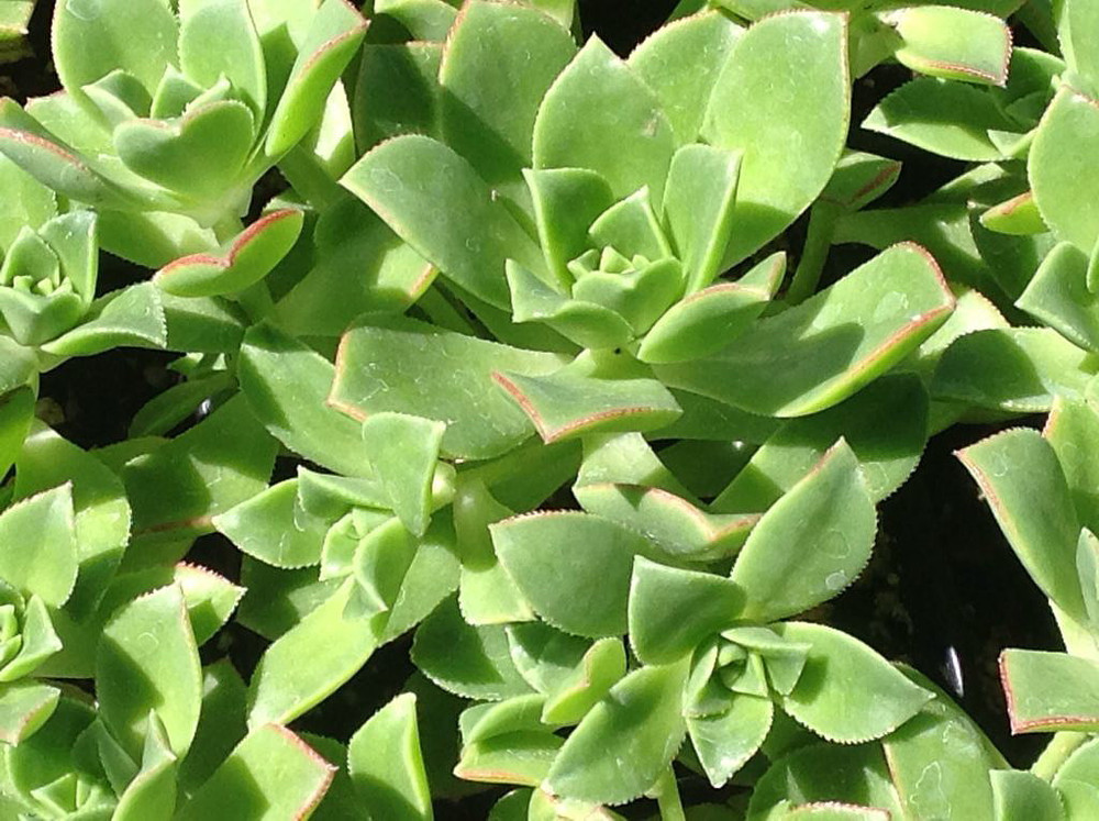 Kiwi Verde Succulent Tree - Aeonium - Succulent - 2.5" Pot Grown by Hirt's Gardens