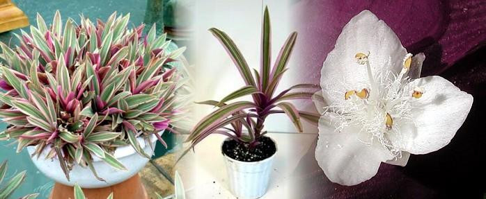 Tricolor Moses in the Cradle Plant - Rhoeo - 4" Pot