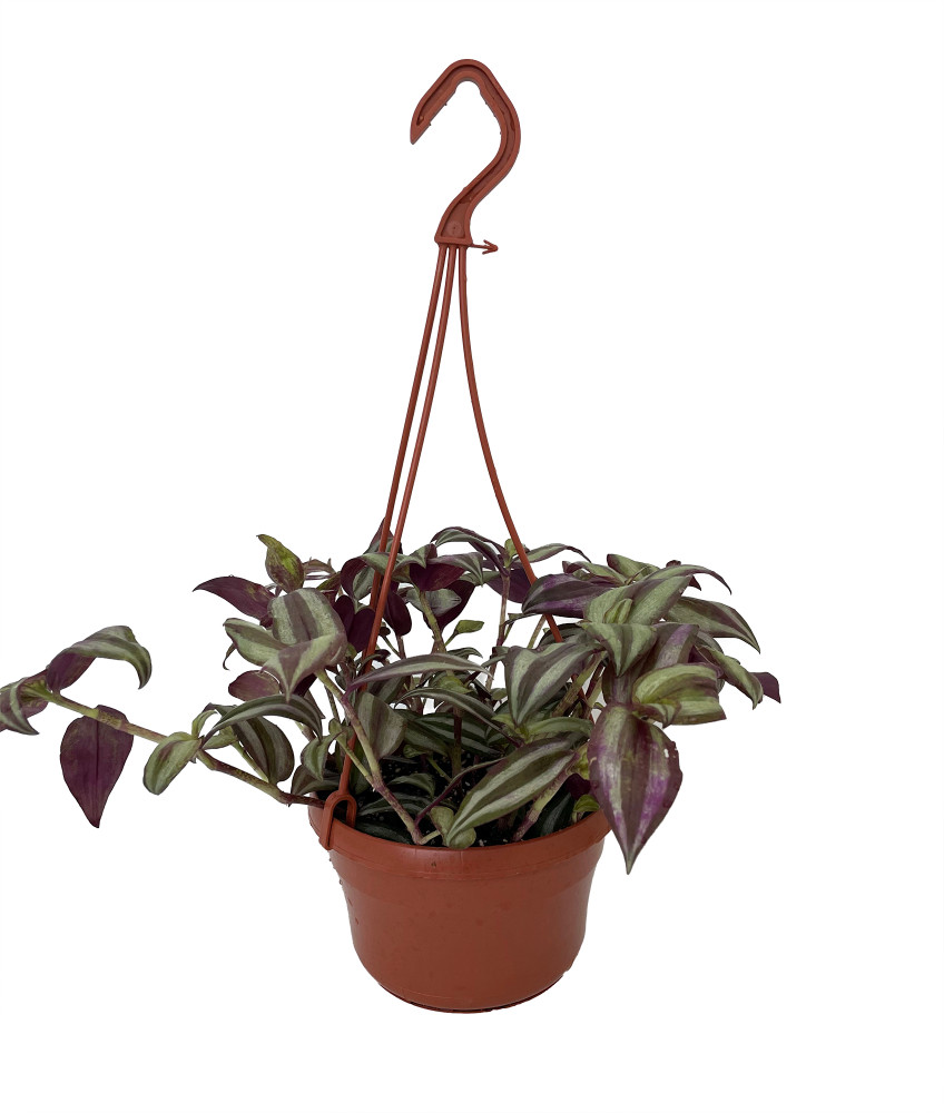 Sterling Silver Tradescantia - Purple & Silver - 6" Hanging Basket