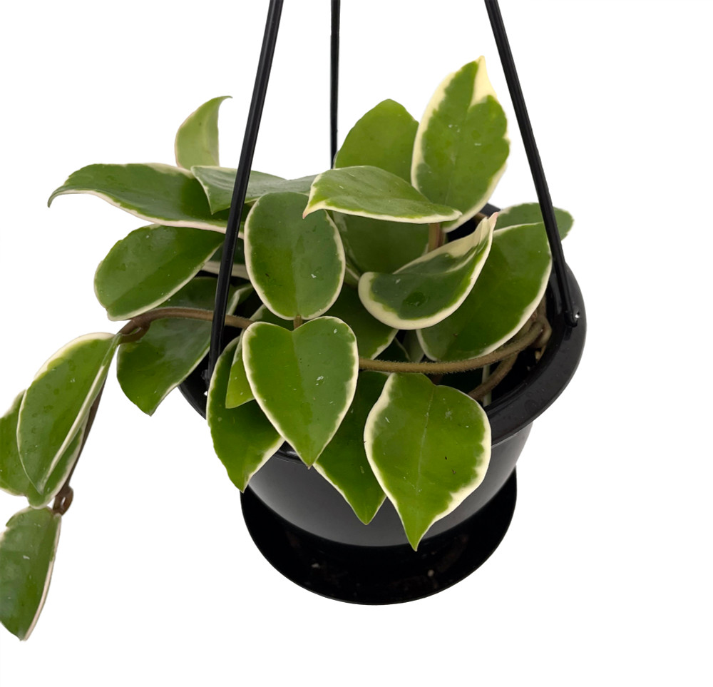 Krimson Queen Wax Plant Hoya - 4.5" Hanging Basket - Collector's