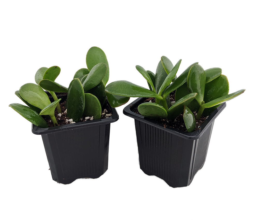 Jade Plant - Crassula ovuta - Easy to Grow - 2 Plants - 3" Pots