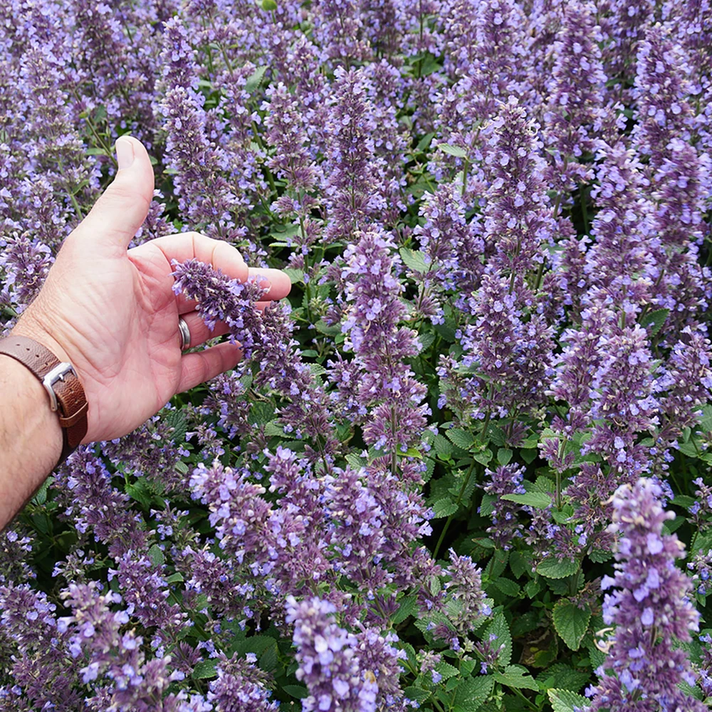 Whispurr™ Blue Catmint Perennial - Nepeta faassenii - Quart Pot