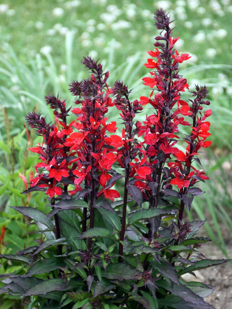 Starship™ Scarlet Bronze Leaf Cardinal Perennial Plant - Lobelia - Quart Pot