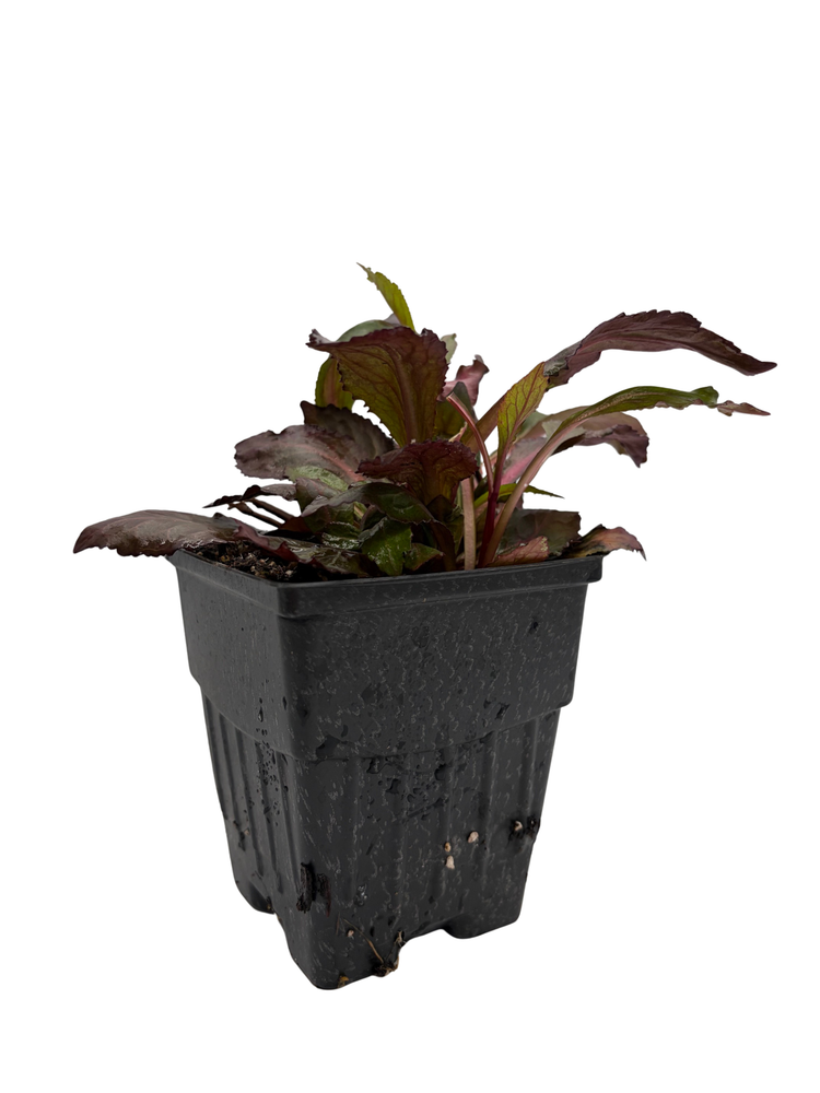 Starship™ Scarlet Bronze Leaf Cardinal Perennial Plant - Lobelia - Quart Pot