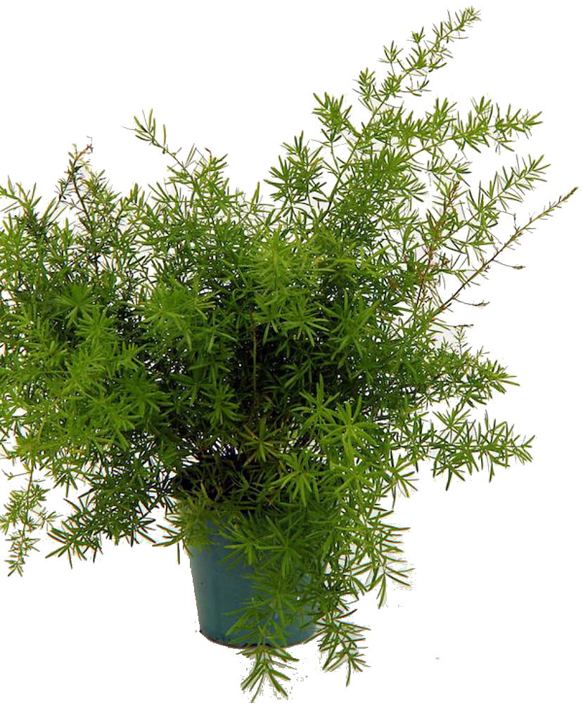 Asparagus Sprengerii Fern - Asparagus - 4" Pot - Easy to Grow - Great Houseplant