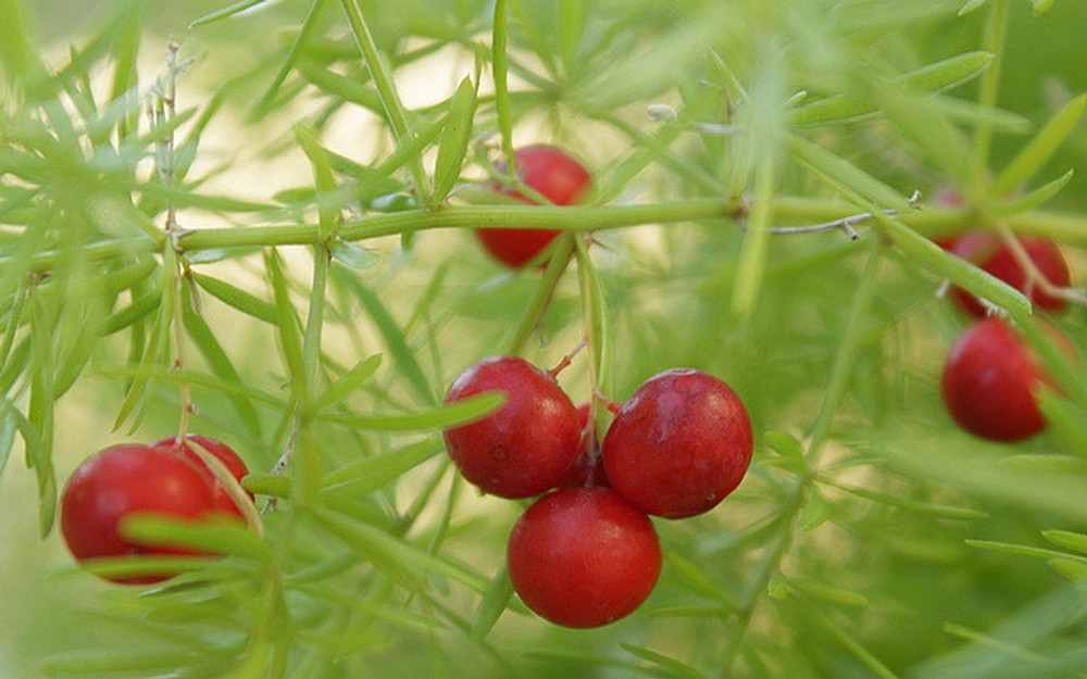 Densiflorous 'Sprengeri', Springerii Asparagus Fern Basket