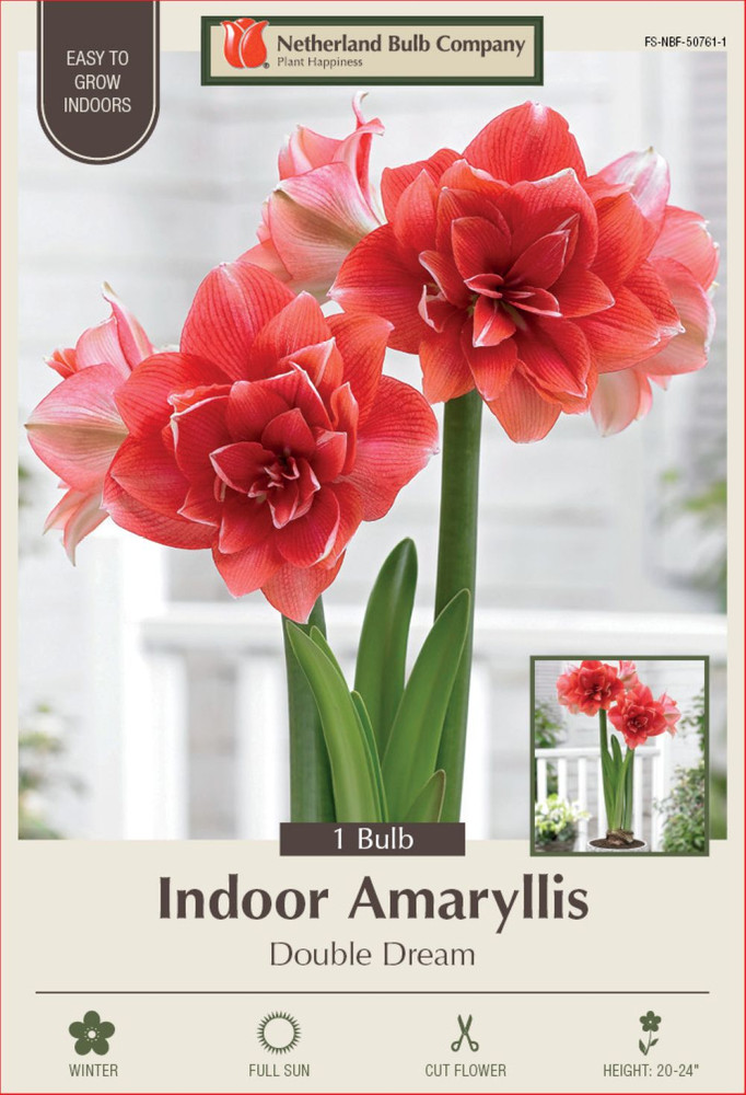 Double Dream Double Amaryllis Bulb - 32/34 cm Bulb