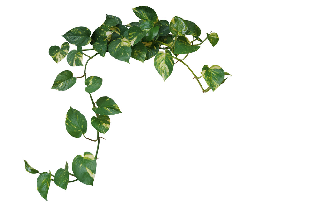 Golden Devil's Ivy - Pothos - Epipremnum - 4" Pot - Easy House Plant