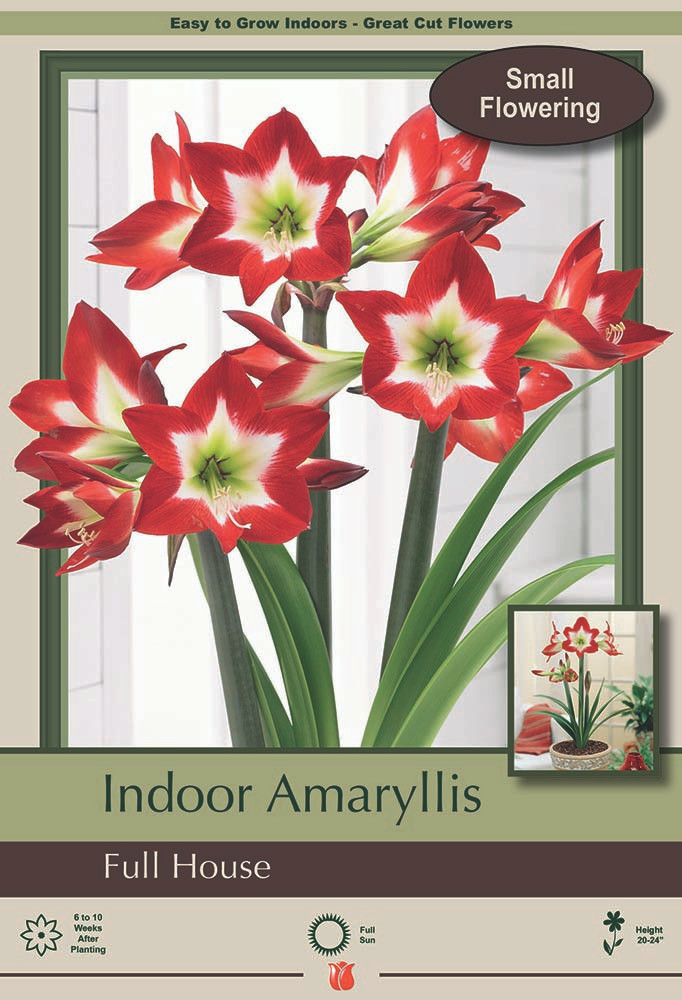 Full House Amaryllis - EXOTIC - Easy to Grow! - 26/+ cm Bulb