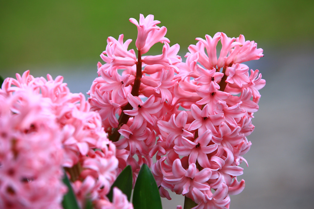 Glass Vase with Pink Hyacinth Bulb - 17/18 cm Bulb