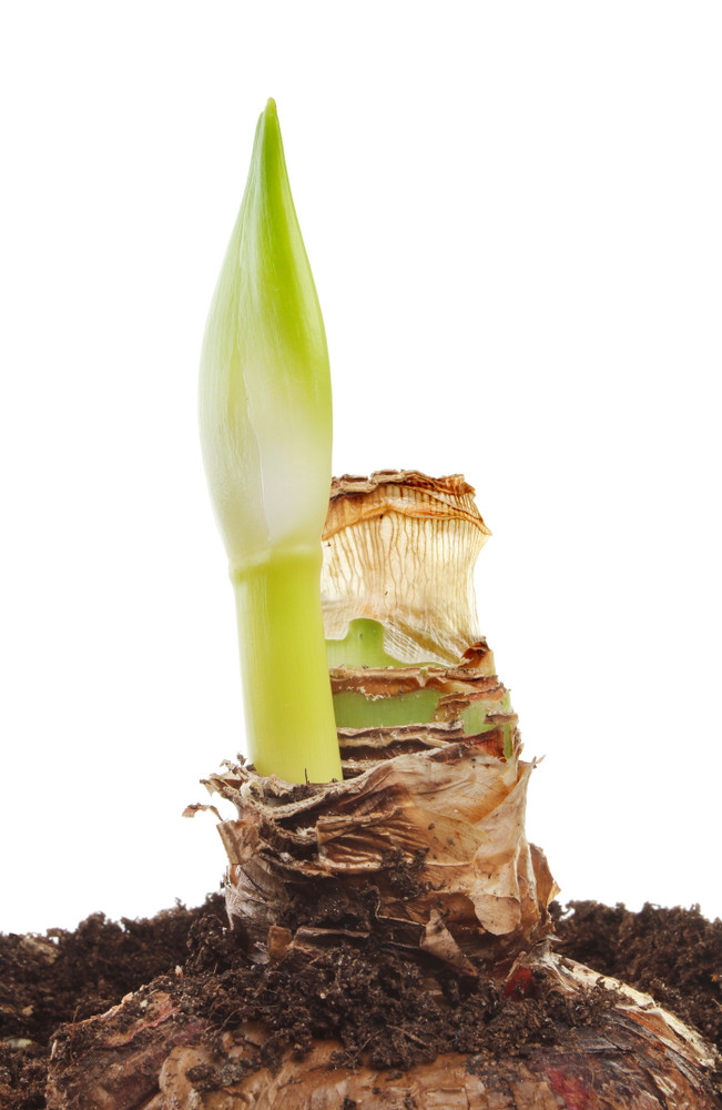 Rare Evergreen Amaryllis Bulb - Apple Green - 24/26 cm Bulb