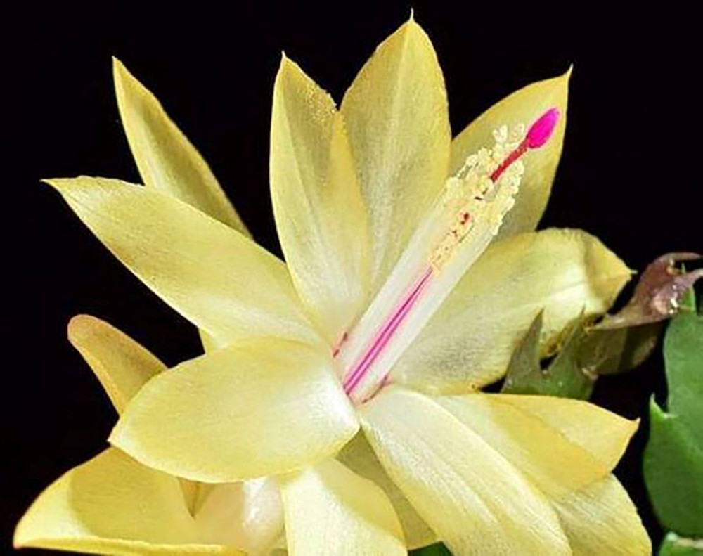 Limelight Dancer Christmas Cactus Plant - Zygocactus - 2" Pot