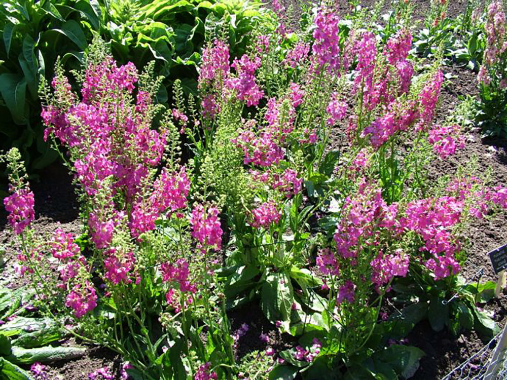 Rosetta Verbascum phoeniceum Perennial - Quart Pot - Ornamental Mullein Rosetta Verbascum phoeniceum Perennial - Quart Pot - Ornamental Mullein