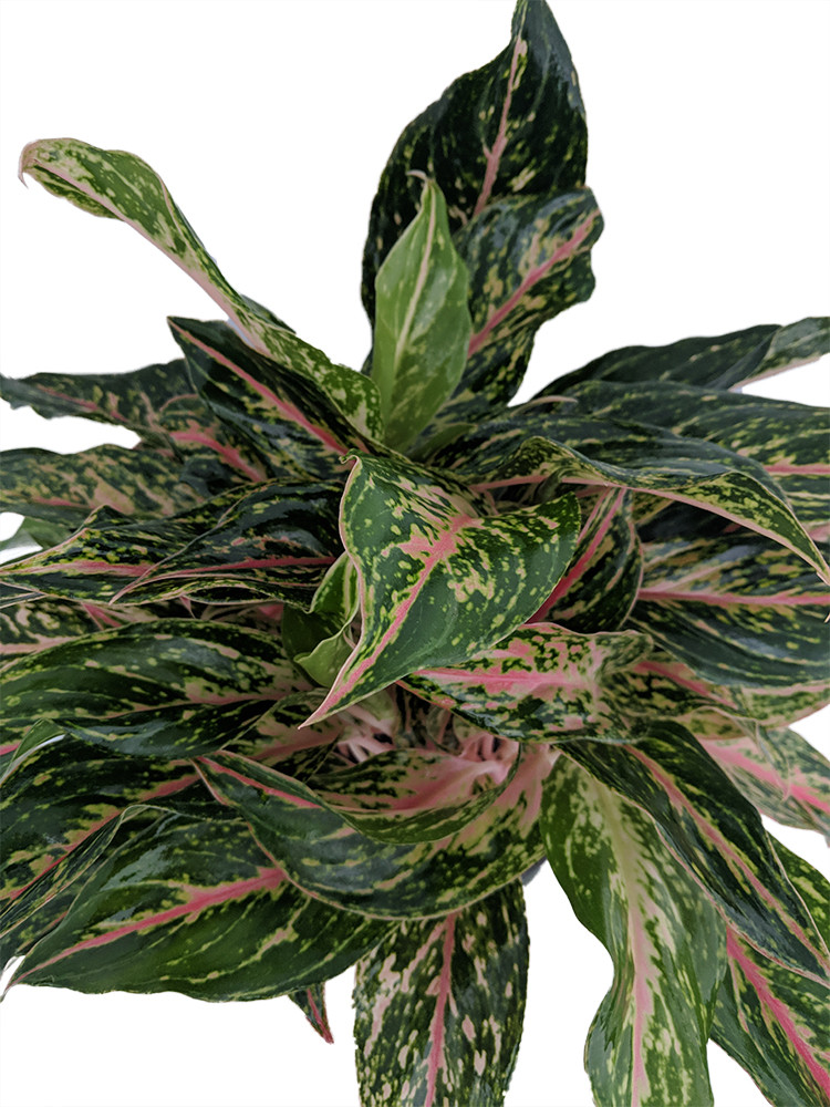 Sparkling Sarah Chinese Evergreen Plant - Aglaonema - Grows in Dim Light - 5" Pot