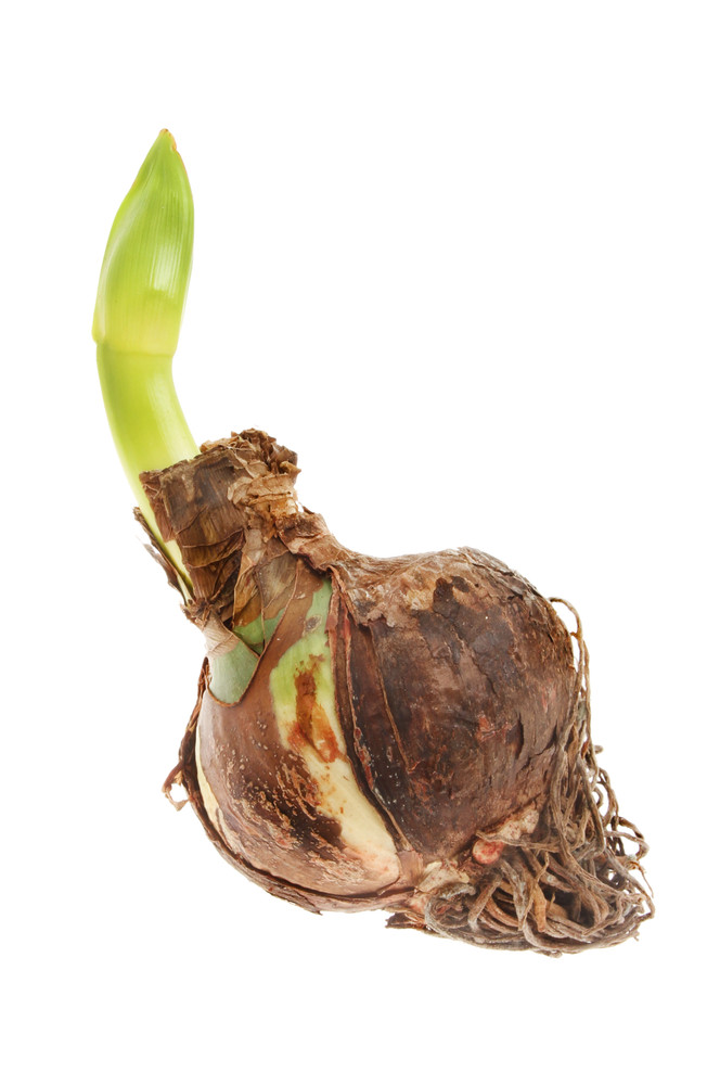 Candy Nymph Giant Dutch Double Amaryllis Bulb - 34/36 cm Bulb