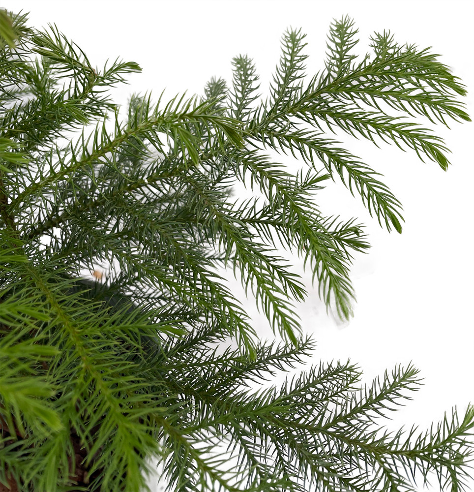 Decorated Live Norfolk Island Pine - Indoor Christmas Tree - 6" Pot Decorated Live Norfolk Island Pine - Indoor Christmas Tree - 6" Pot