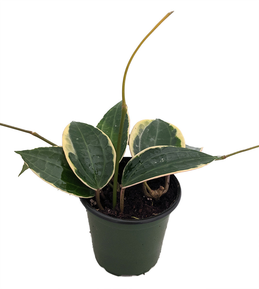 Rare Macro Wax Plant - Hoya macrophylla - Collector's Series - 4" Pot