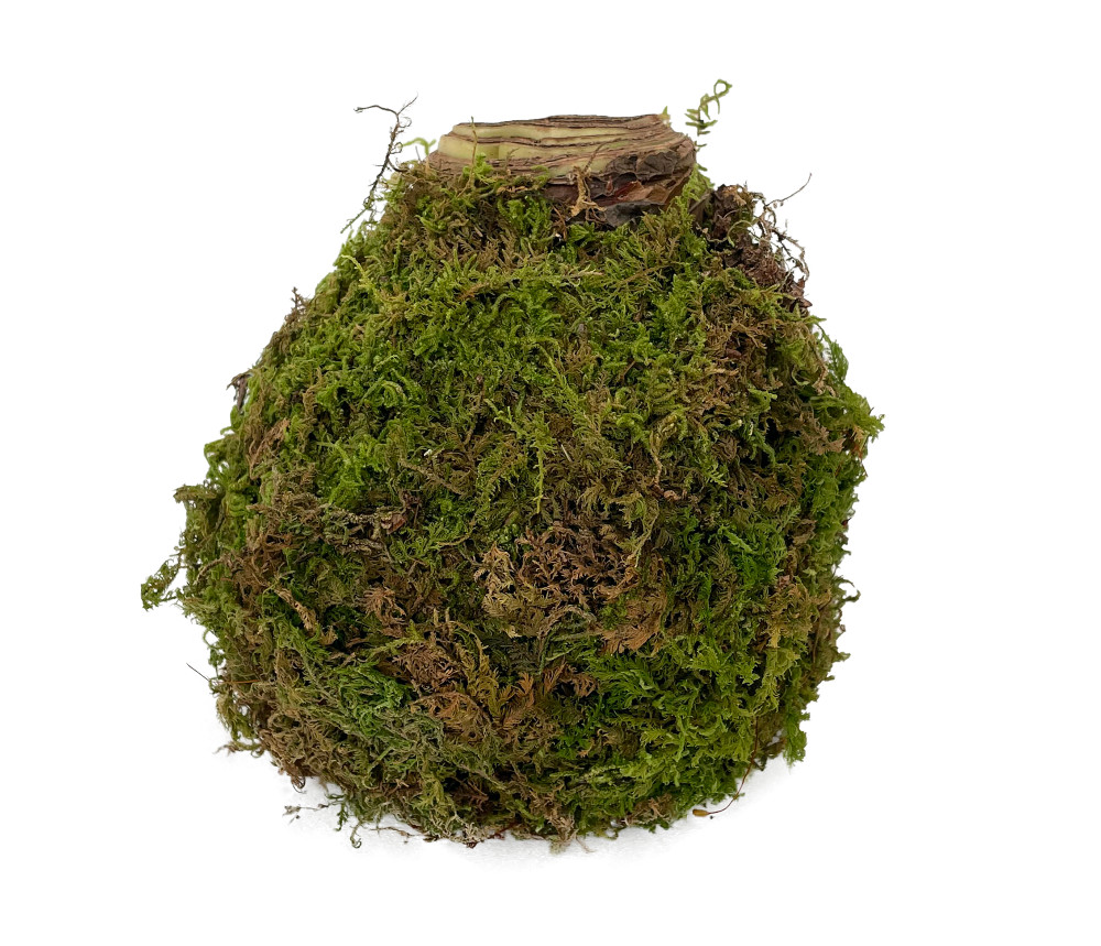 Sovereign Moss Coated Jumbo Amaryllis -Immediate Shipping for Holiday Blooms