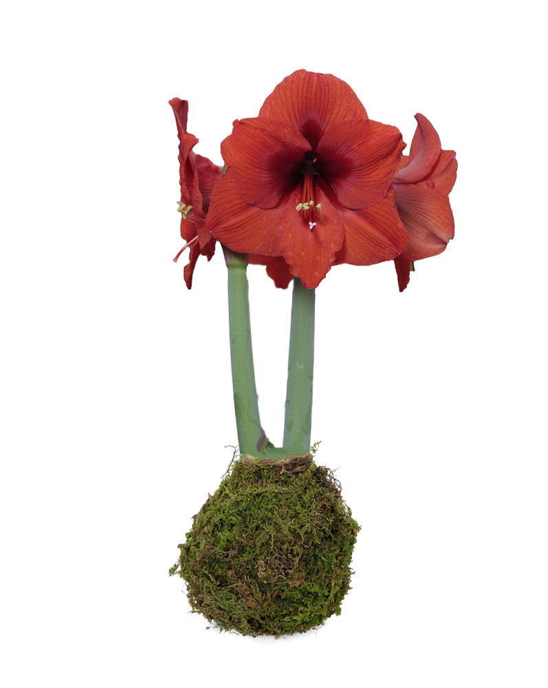 Sovereign Moss Coated Jumbo Amaryllis -Immediate Shipping for Holiday Blooms