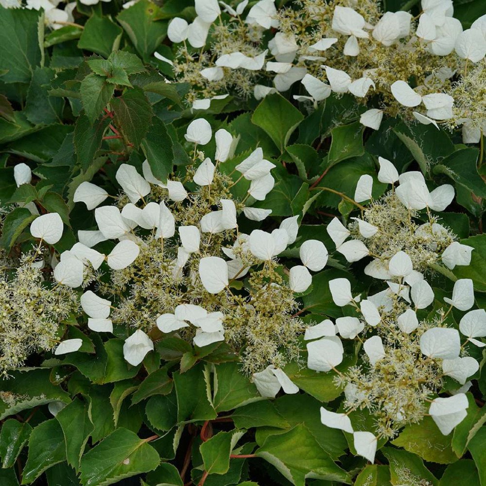FLIRTY GIRL® False Hydrangea - 4" pot - Schizophragma - Proven Winners