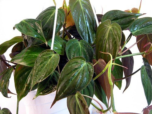 Rare Velvet Leaf Bronze Micans Vine - Philodendron - 6" Hanging Basket
