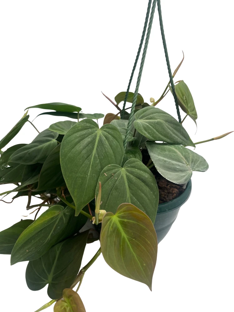 Rare Velvet Leaf Bronze Micans Vine - Philodendron - 6" Hanging Basket