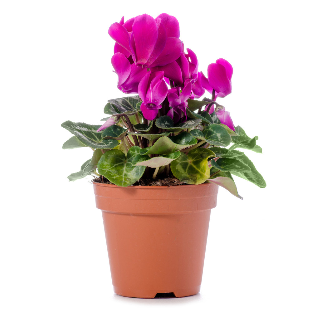 Magenta Persian Violet - Cyclamen - House Plant - 2.5" Pot