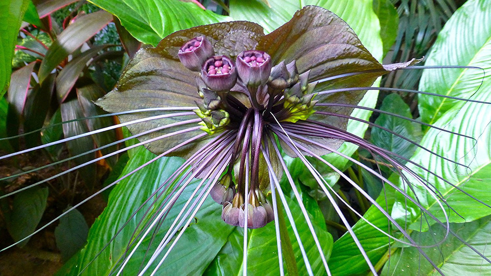 Rare Black Bat Plant -Tacca chanterii - Exotic Houseplant - 4" Pot
