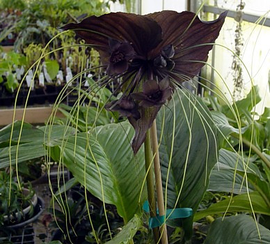 Rare Black Bat Plant -Tacca chanterii - Exotic Houseplant - 4" Pot