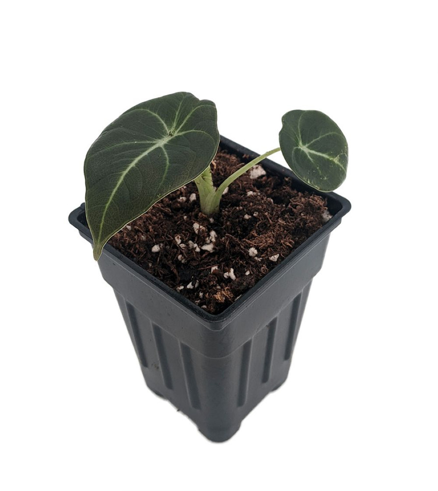 Black Velvet Dwarf Alocasia Plant - Houseplant - 2.5" Pot