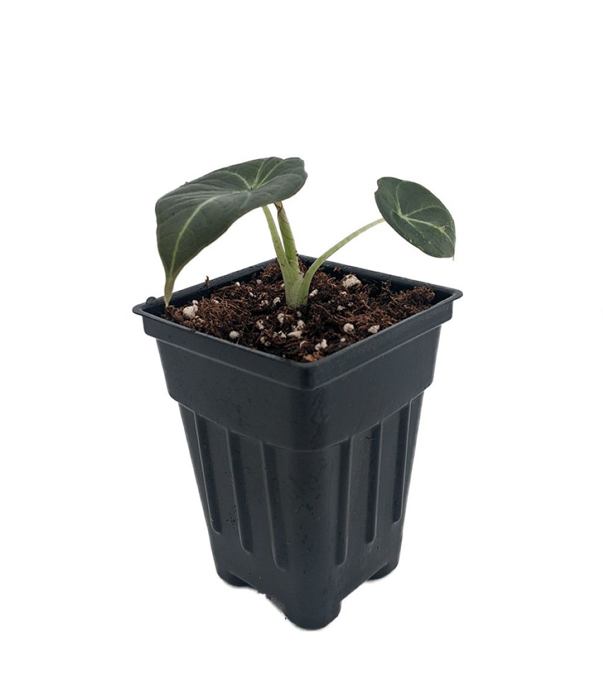Black Velvet Dwarf Alocasia Plant - Houseplant - 2.5" Pot