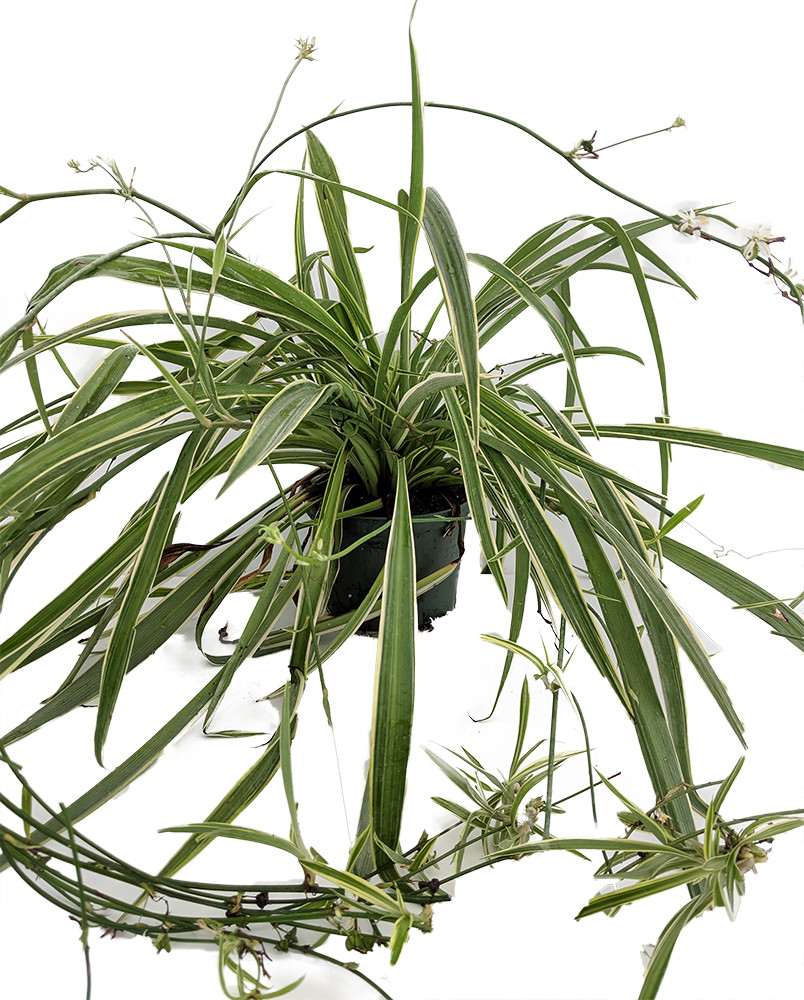 Reverse Variegated Spider Plant - Cleans the Air - 4" pot