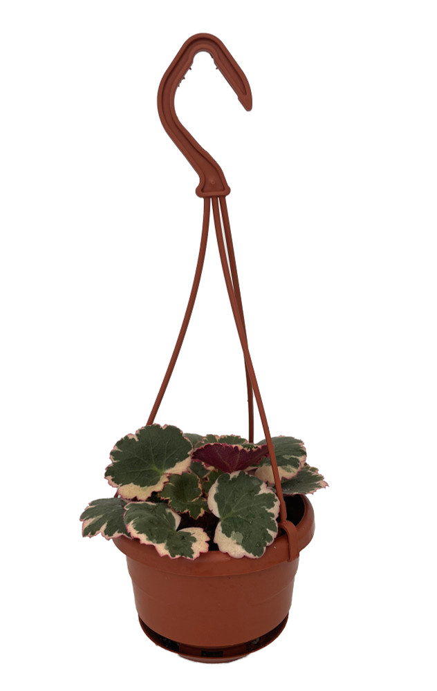 Variegated Strawberry Begonia Plant - 4" Mini Hanging Basket - Collector's